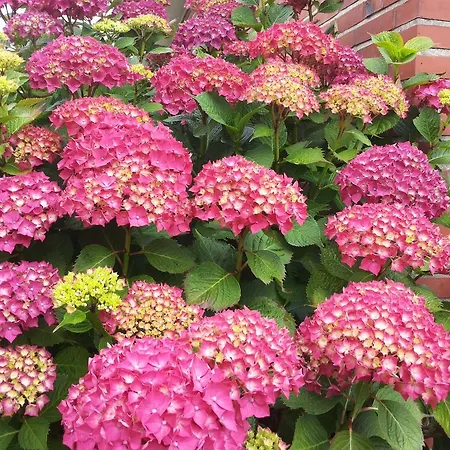 ホテル Haus Thorwarth - Garni